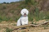 BICHON FRISE 273